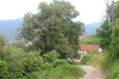 xorio19