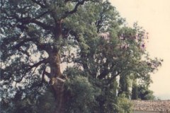 xorio20